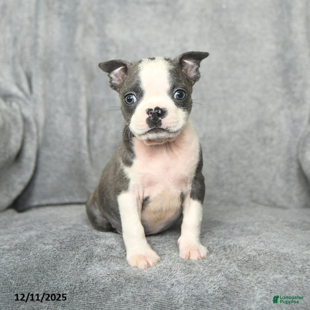 Boston Terrier dogs for sale: Sylvester - Ad 2