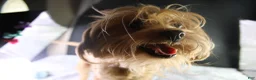 Shihpoo dogs for sale: Piper - Ad 10