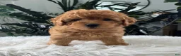 Mini Goldendoodle dogs for sale: Belle - Ad 3