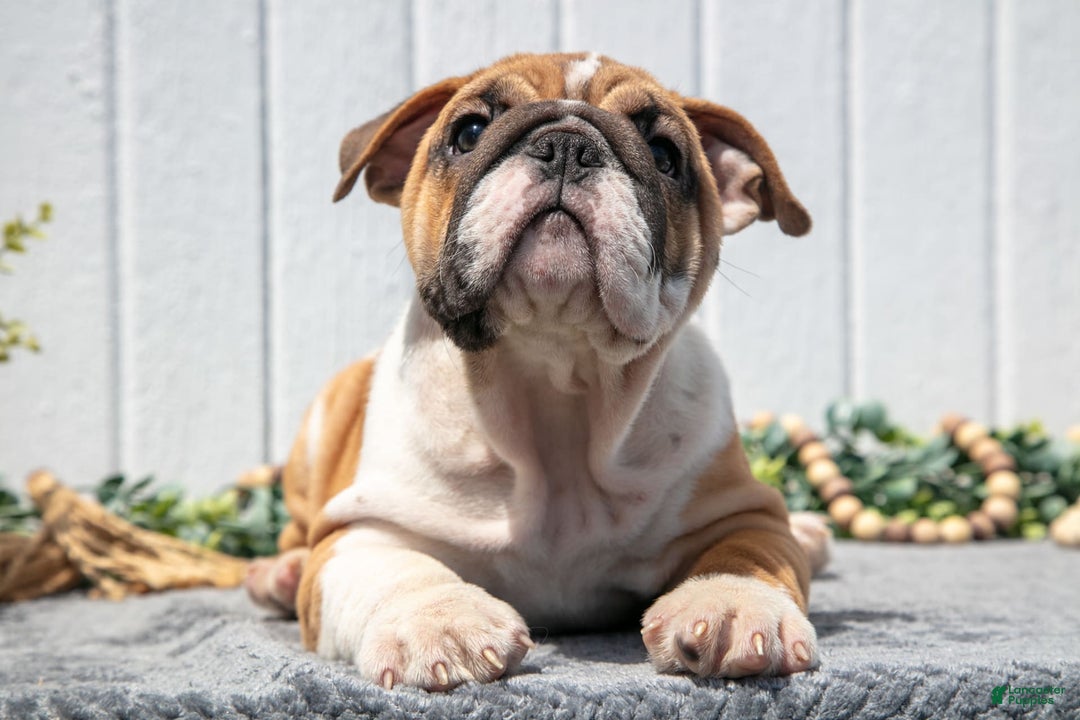English Bulldog dogs for sale: Celsey - Ad 1