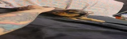 Cavalier King Charles Spaniel dogs for sale: Damon - Ad 3