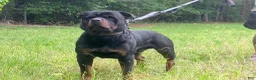 Rottweiler dogs for sale: Rottweiler 4 - Ad 2
