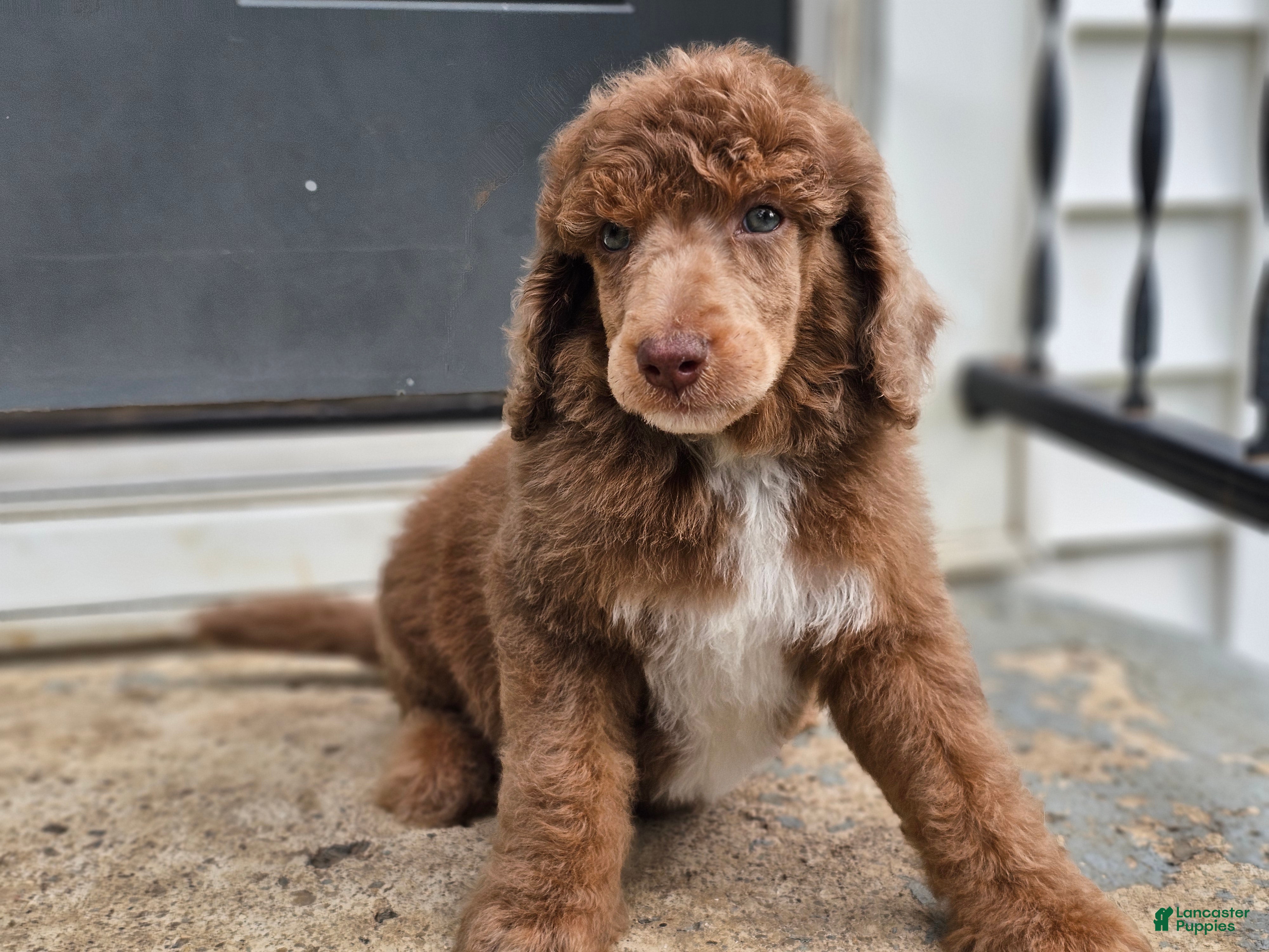 Standard Poodle dogs for sale: Dax - Ad 3