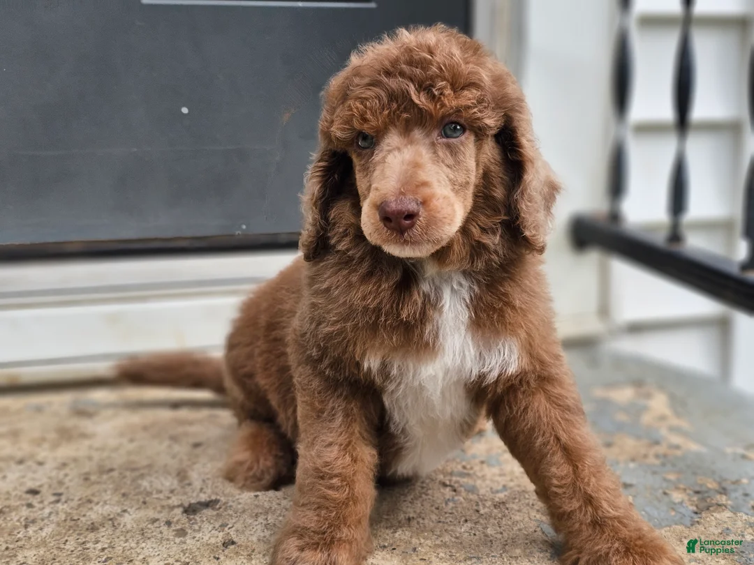 Standard Poodle dogs for sale: Dax - Ad 1