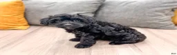Yorkiepoo dogs for sale: Tisha - Ad 4