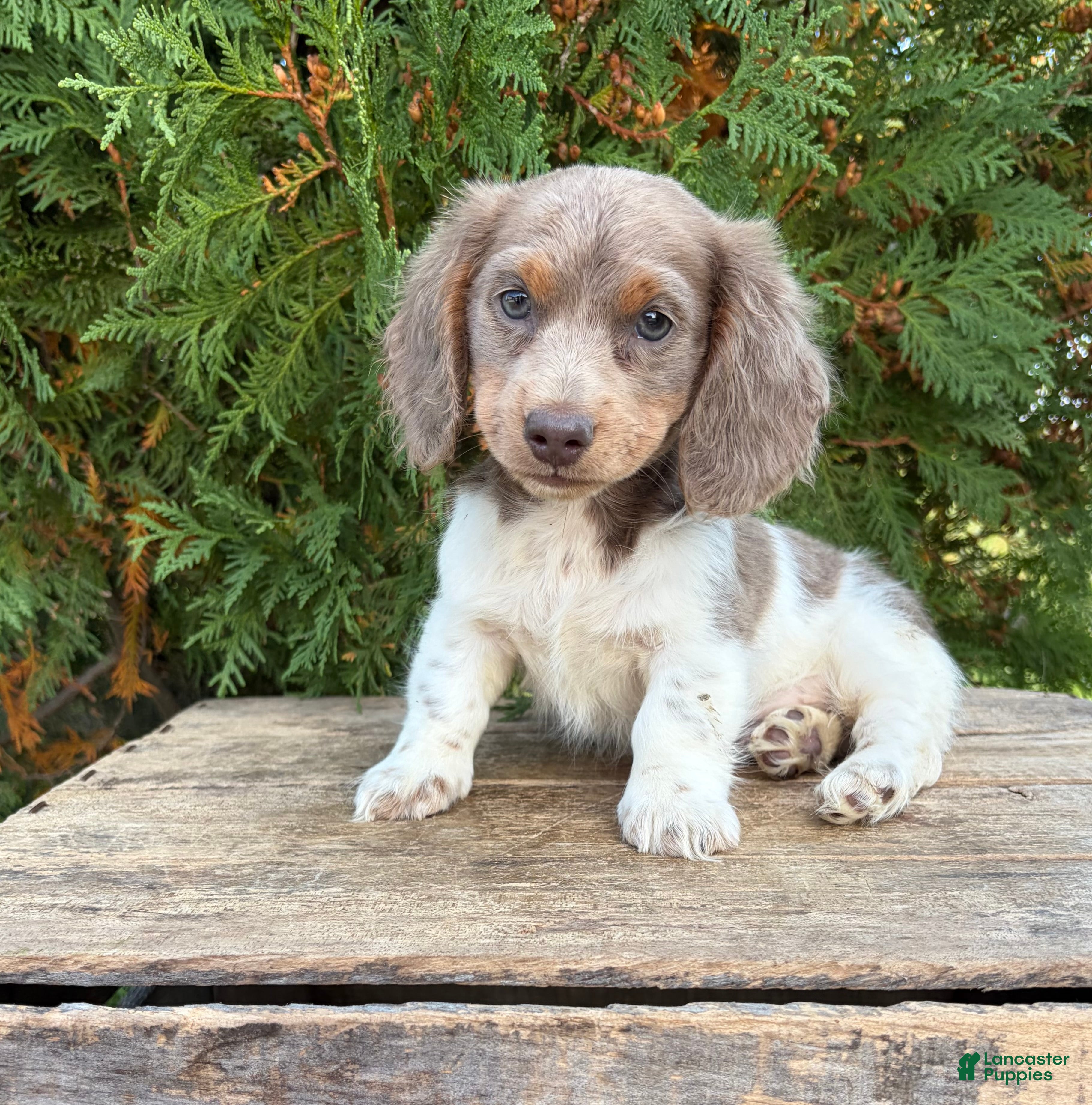 Miniature Dachshund dogs Calihan - Ad 1
