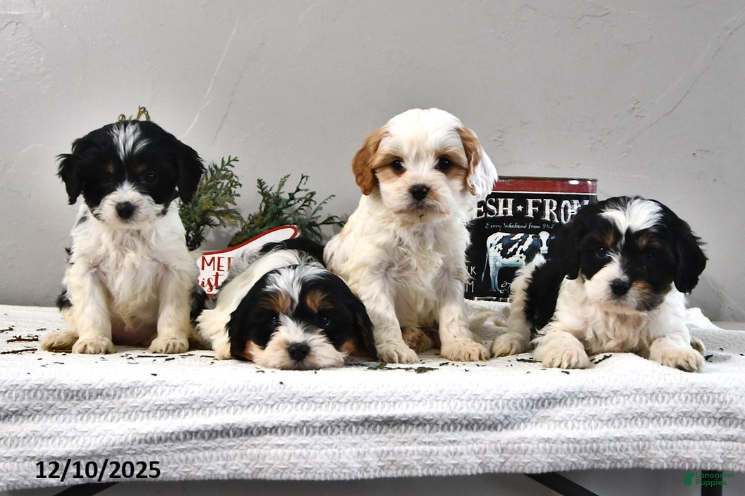 Cavapoo dogs for sale: Bear - Ad 3