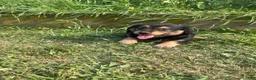 Mixed Breed dogs for sale: Lilly - Ad 4