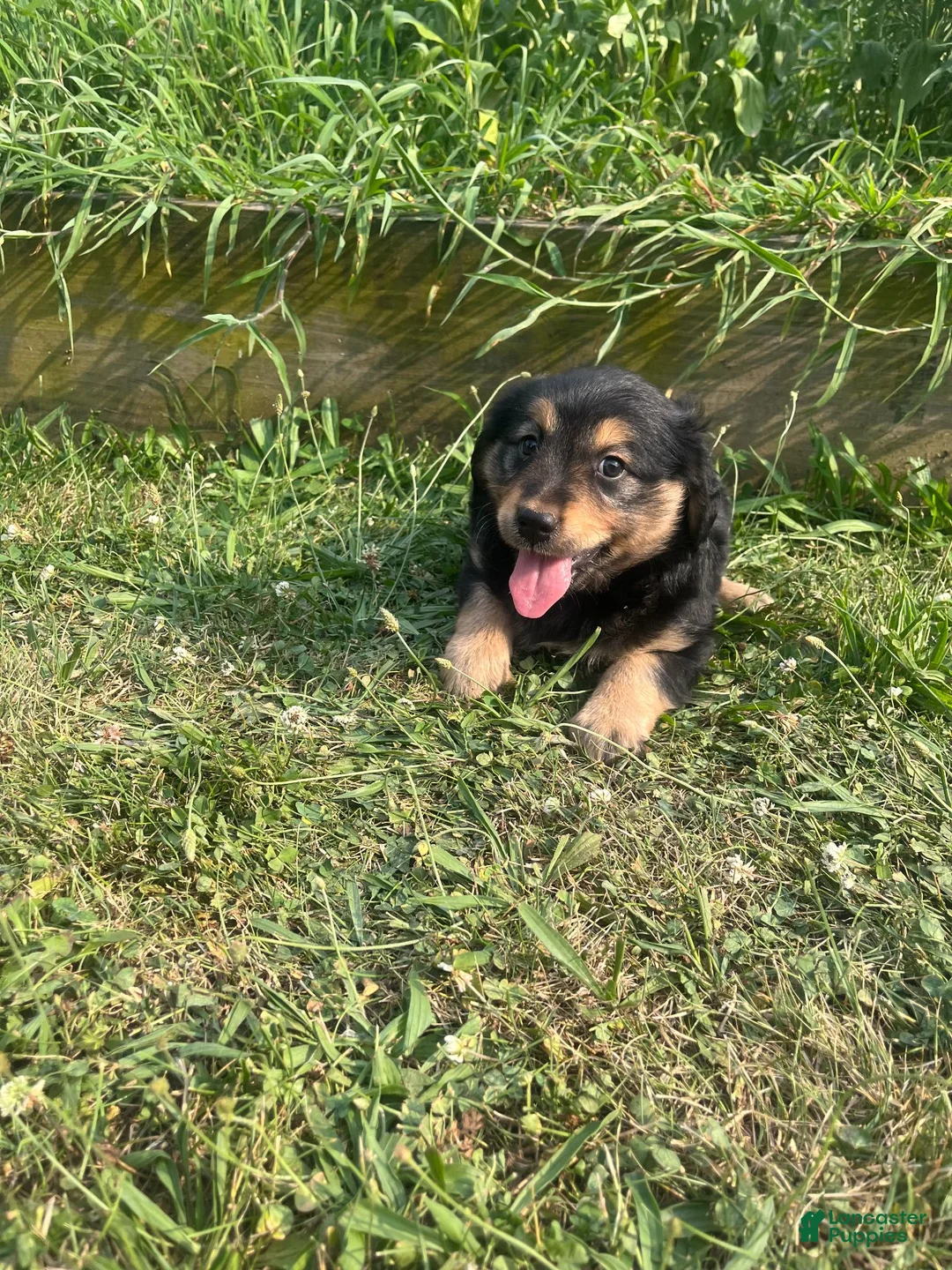Mixed Breed dogs for sale: Lilly - Ad 4