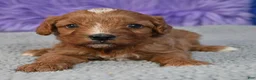 Cavapoo dogs for sale: Cavapoo 1 - Ad 10