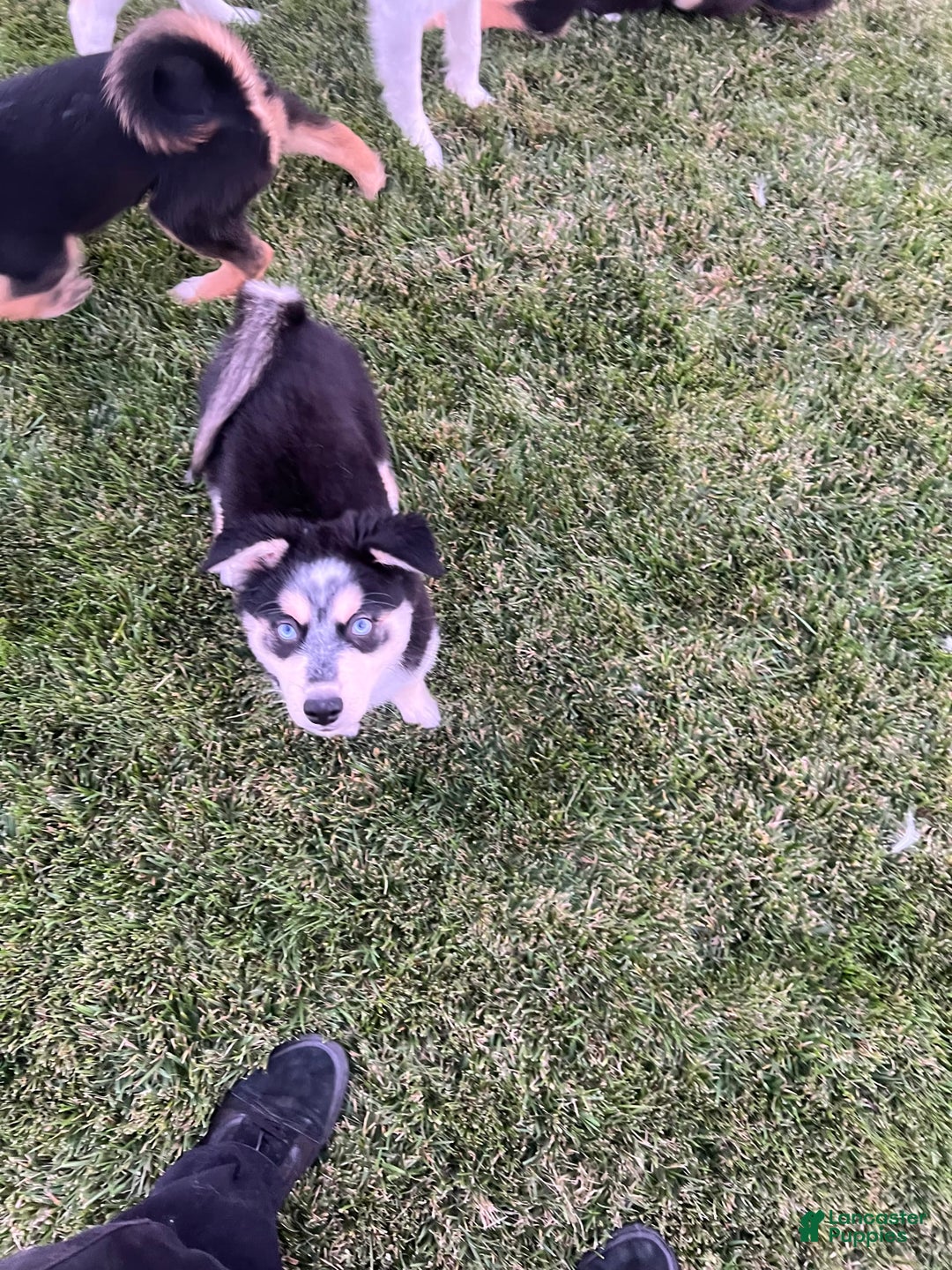 Husky Puppies Pitsky For Sale Near Me Siberian Husky Puppies For