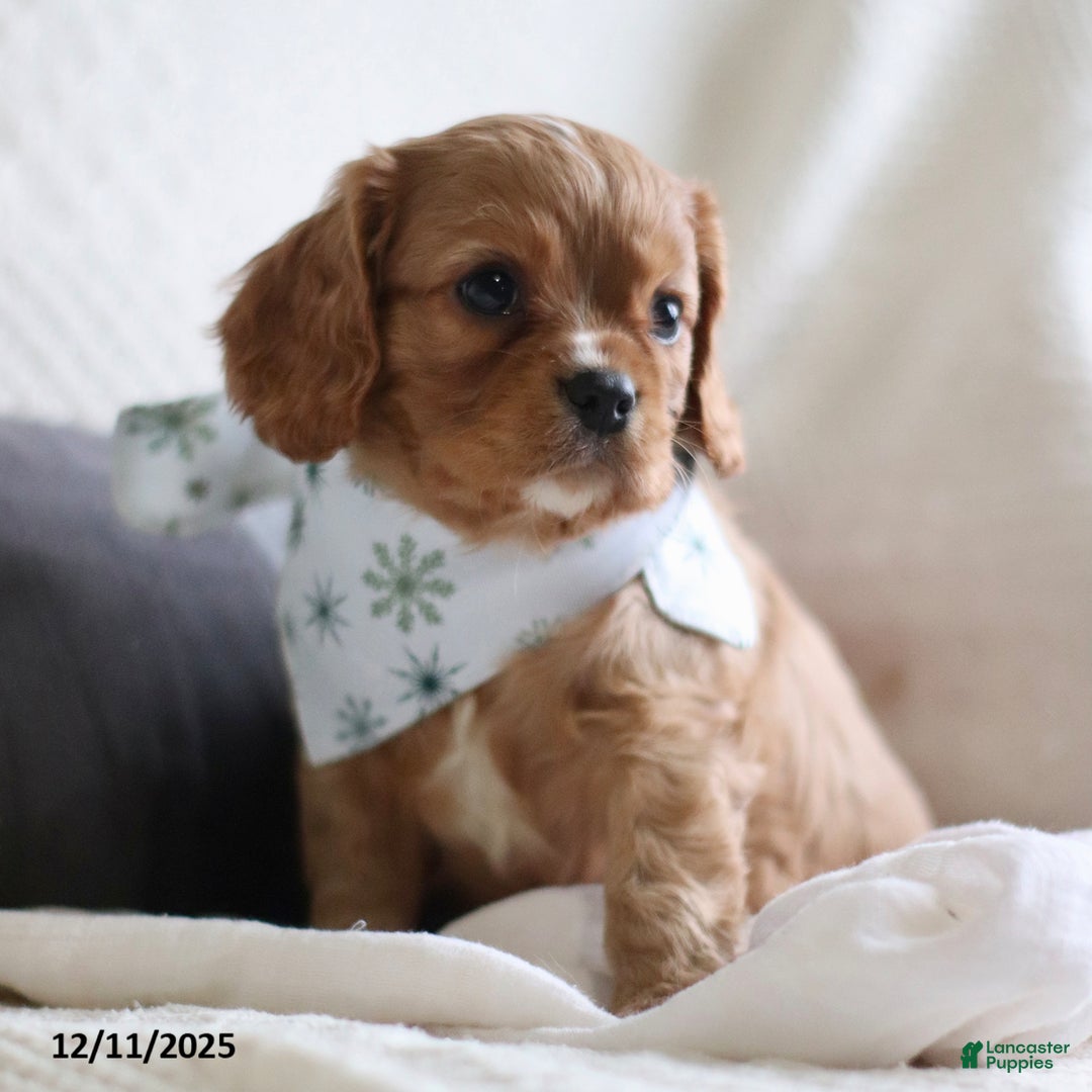 Cavalier King Charles Spaniel dogs for sale: Lemon - Ad 5