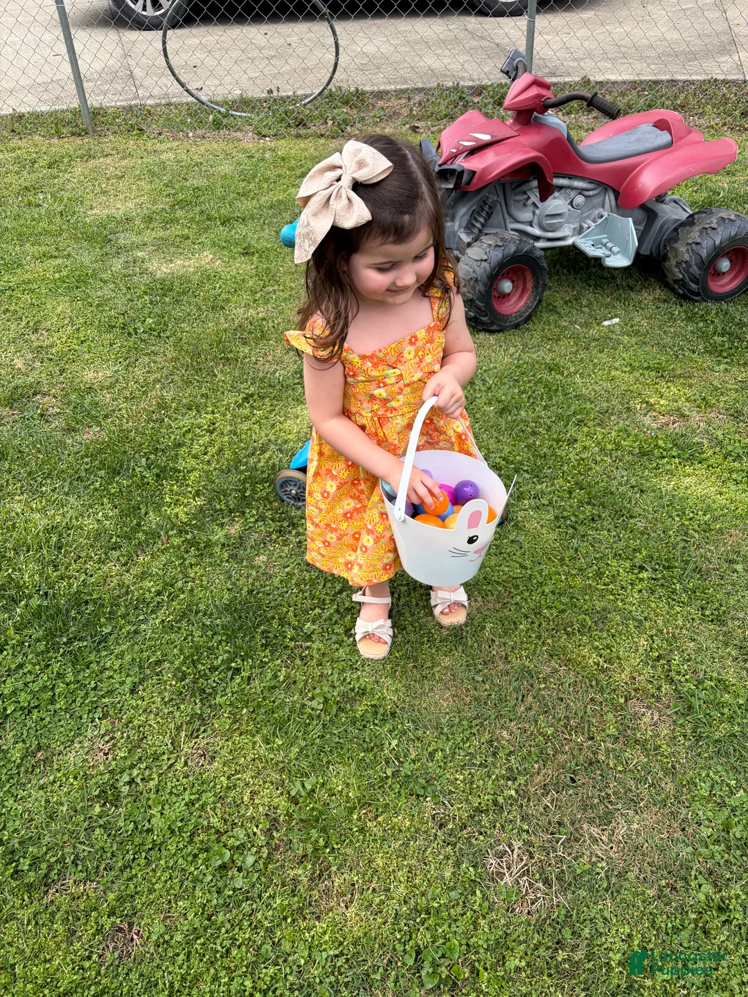 Shih Tzu dogs for sale: Merideth - Ad 8