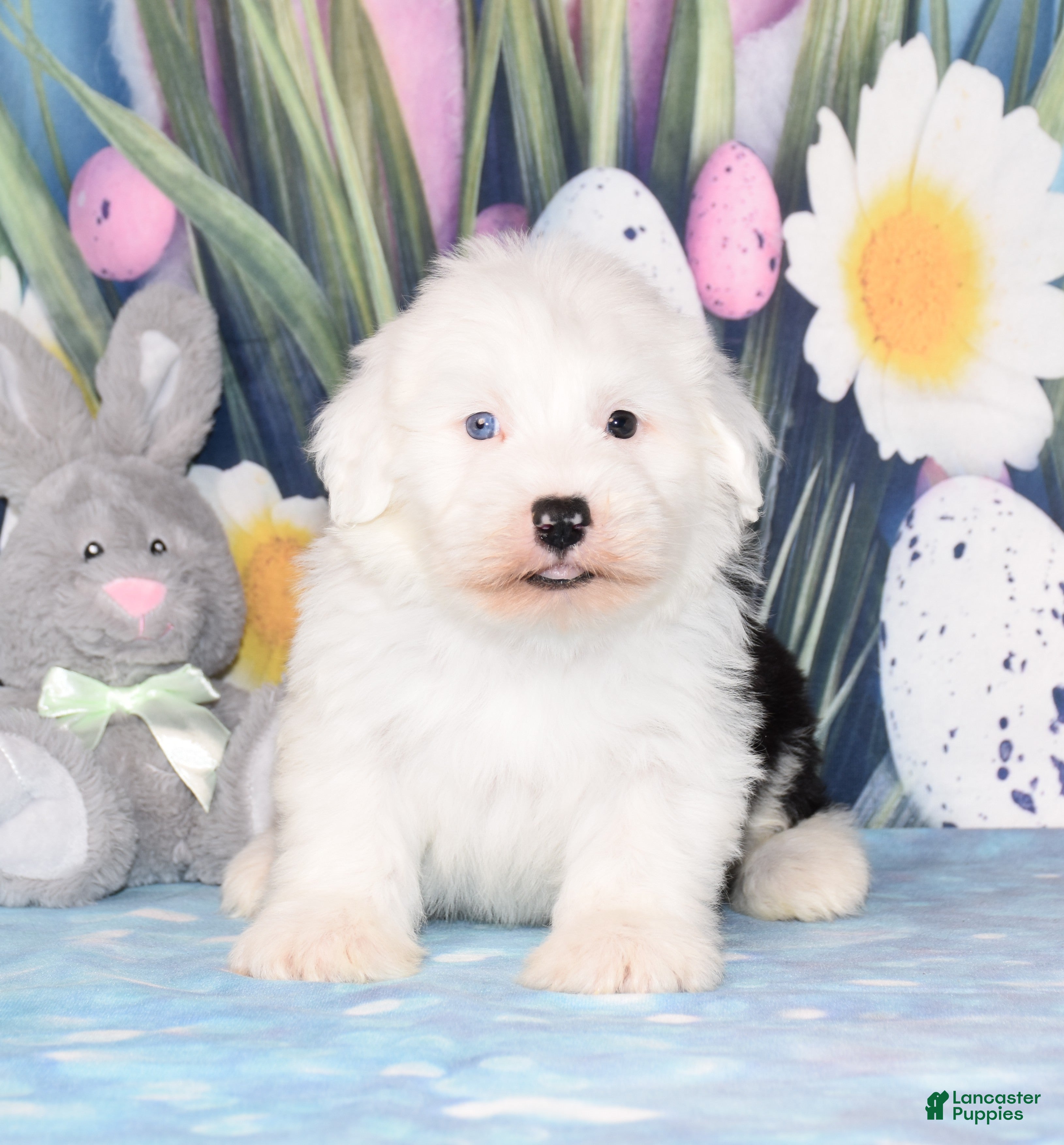 Old English Sheepdog dogs Tatum - 1 blue - Ad 1