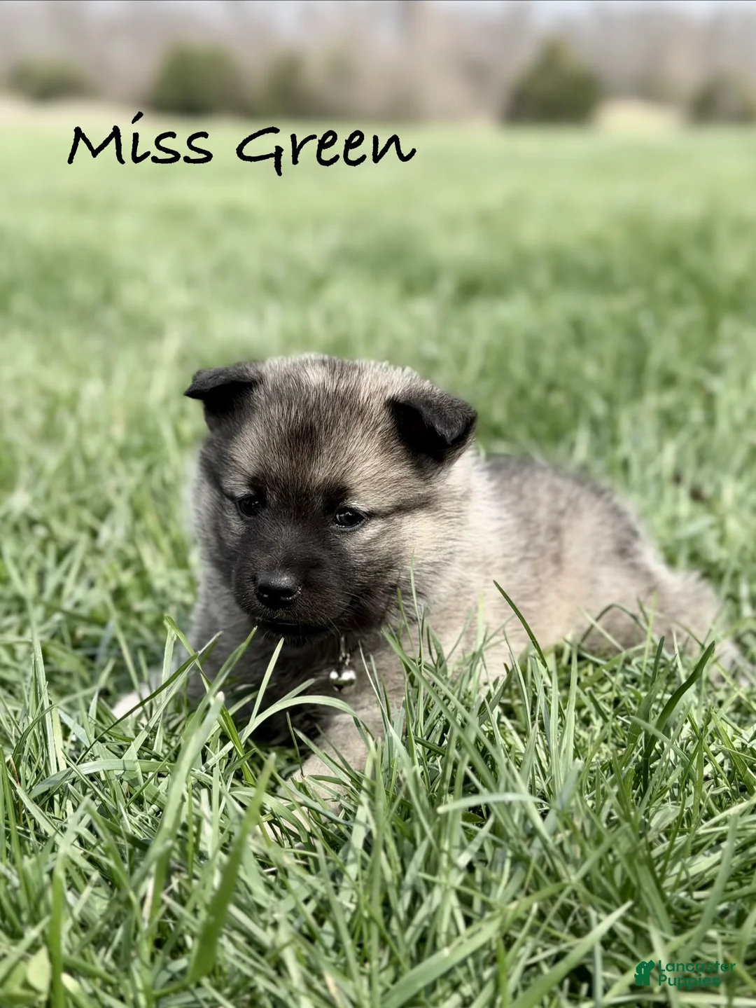 Norwegian Elkhound dogs for sale: Miss Green - Ad 1