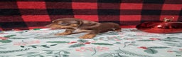 Miniature Dachshund dogs for sale: Sweetheart - Ad 2