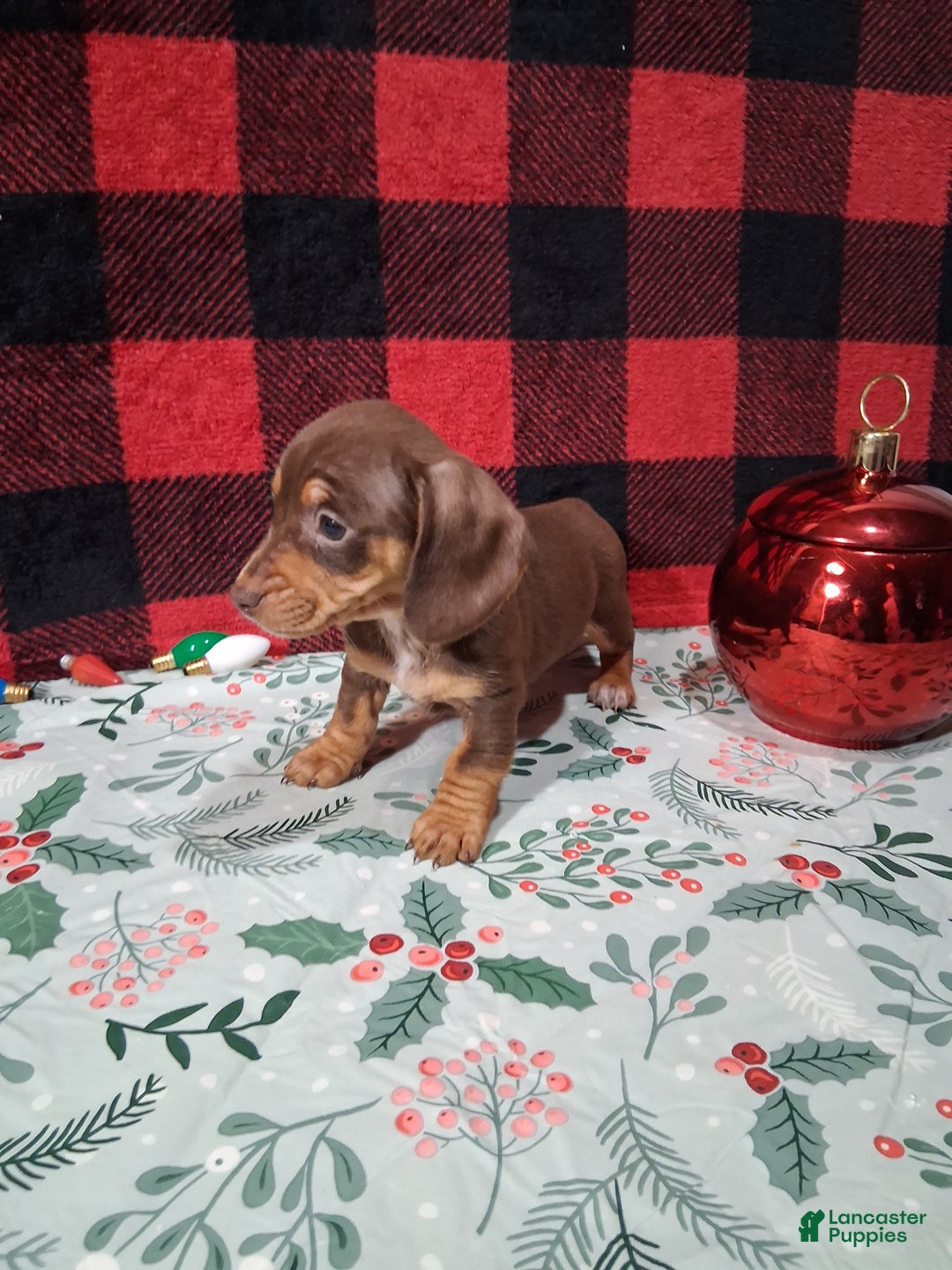 Miniature Dachshund dogs for sale: Sweetheart - Ad 2