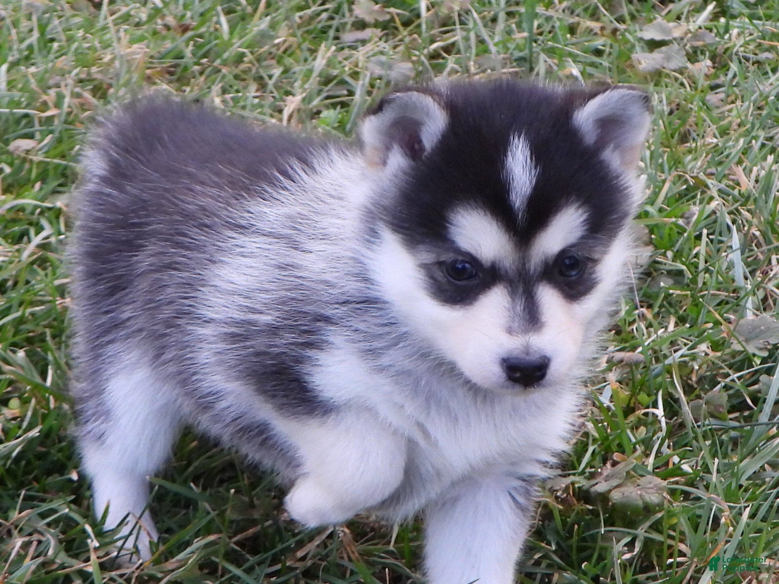 Pomsky dogs Emily - Ad 1