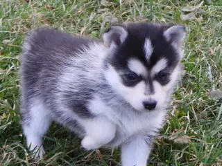 Pomsky dogs for sale: Emily - Ad 1