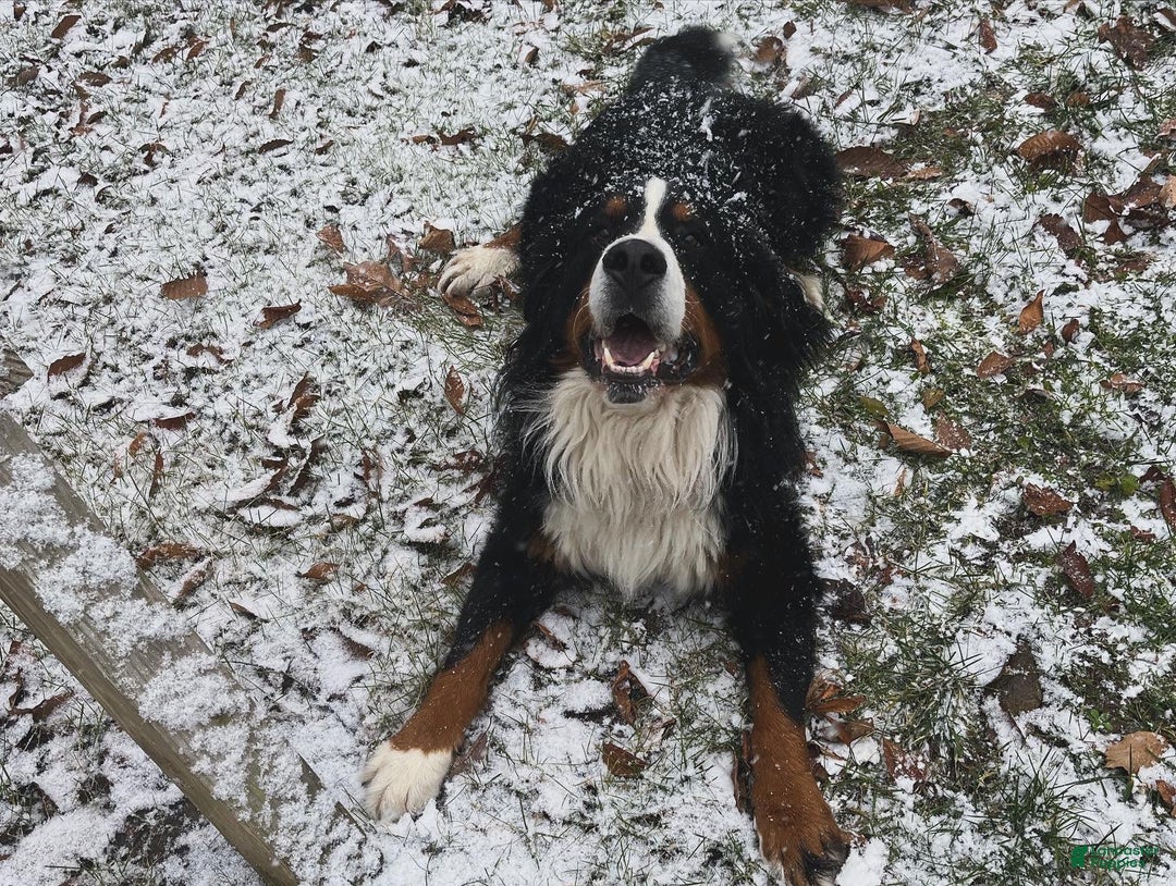 Mixed Breed dogs for sale: Victra - Ad 6