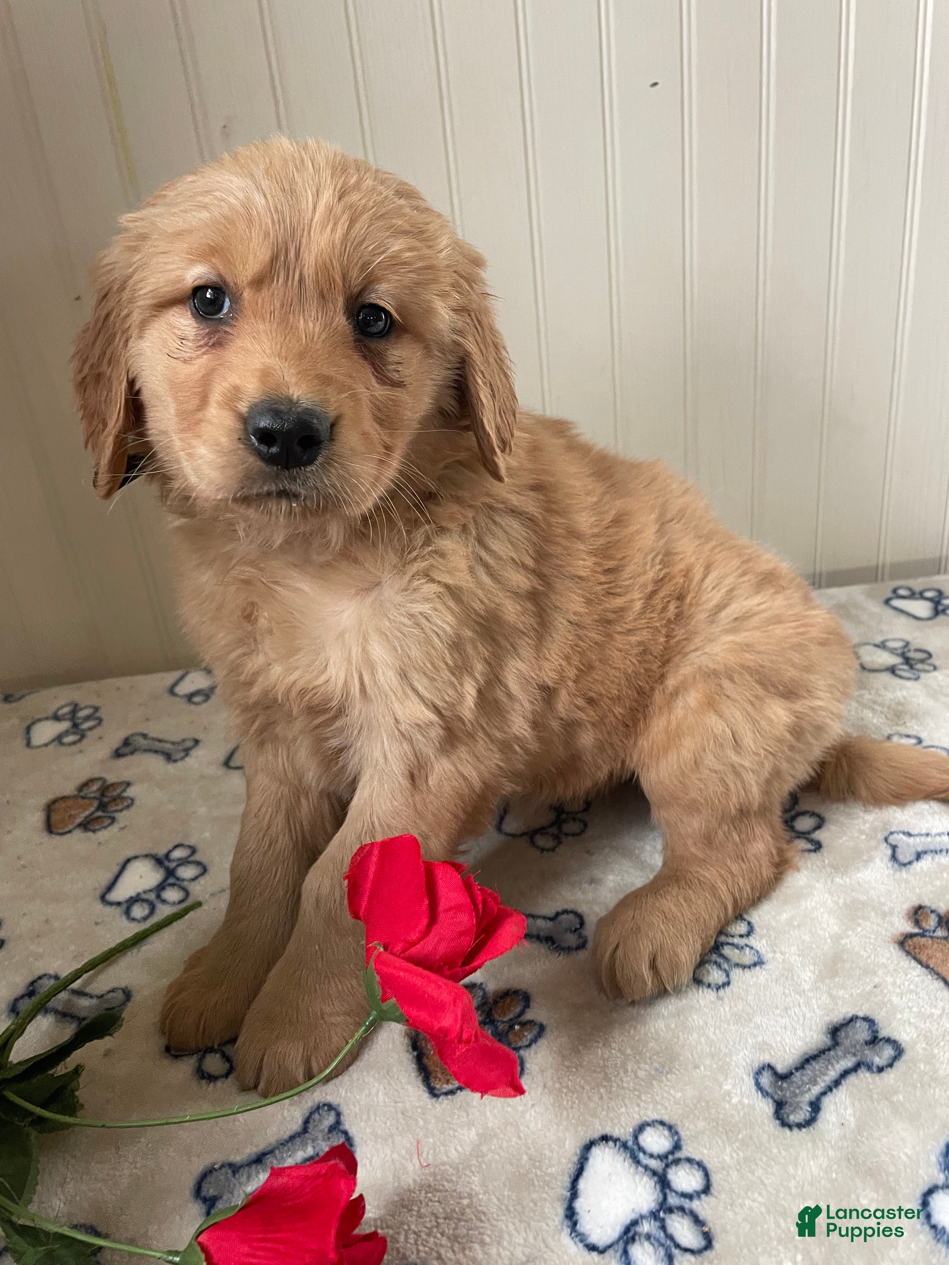 Golden Retriever dogs Muggles - Ad 42