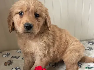 Golden Retriever dogs Muggles - Ad 13