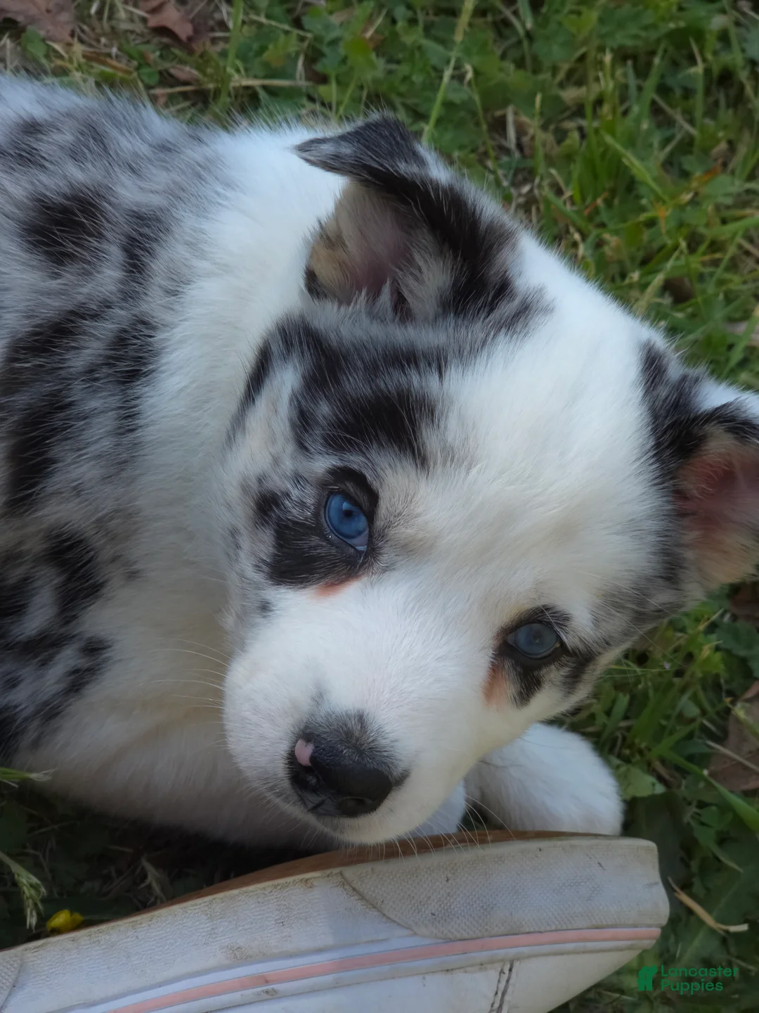 Mixed Breed dogs for sale: Aussie Siberian Puppy 1  - Ad 2