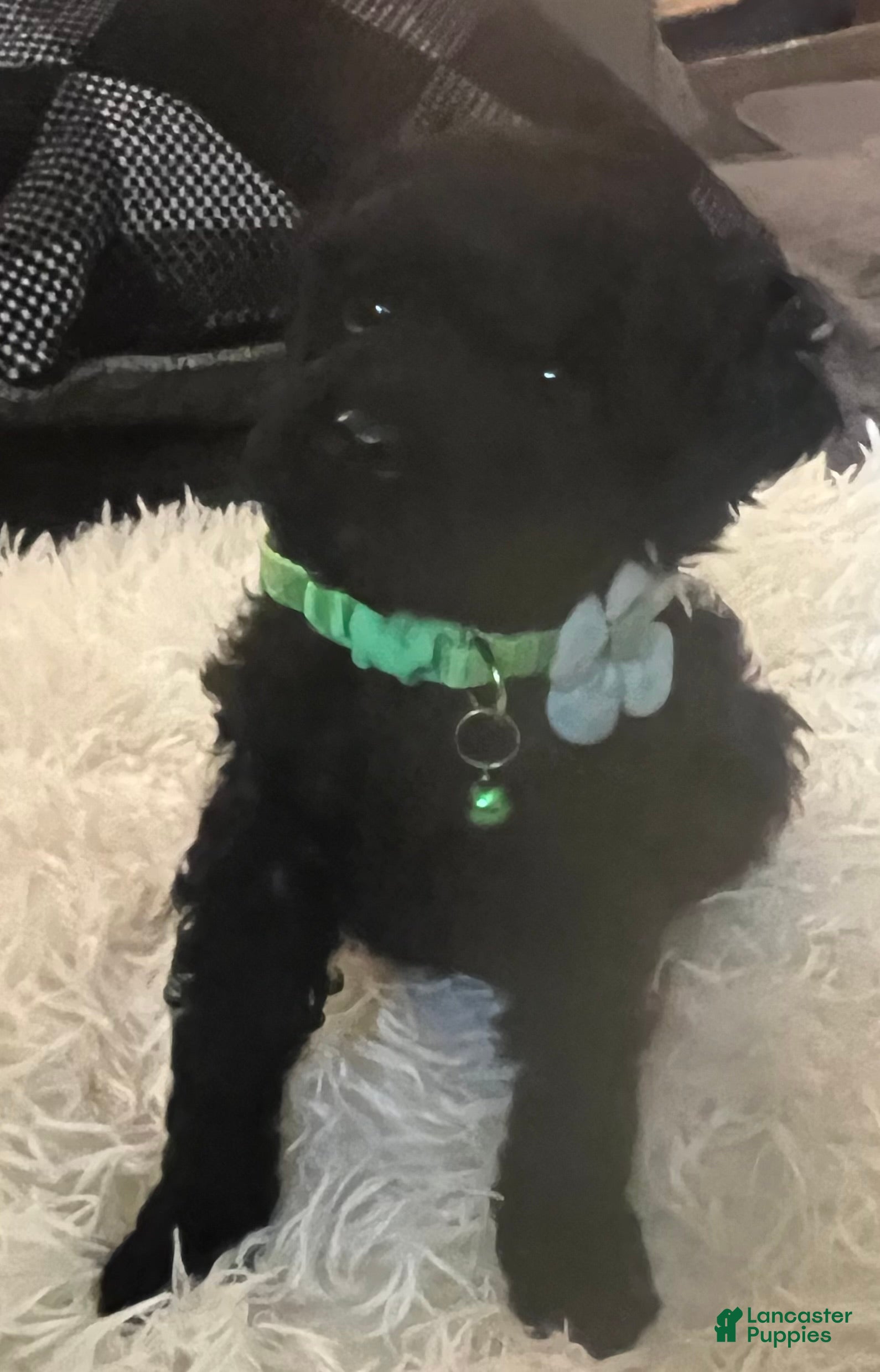 Toy Poodle dogs Tank - Ad 20
