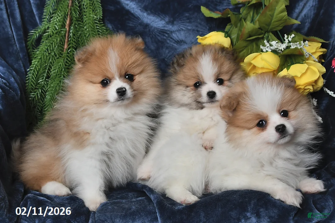 Pomeranian dogs for sale: Marble - Ad 3