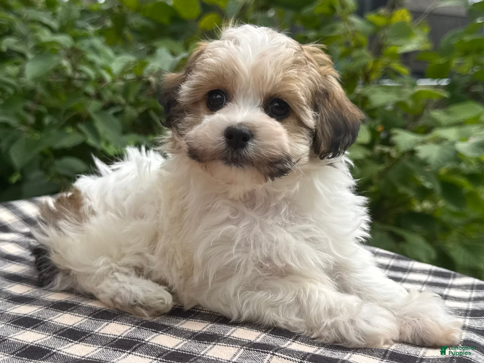 Havapoo dogs Belle - Ad 2