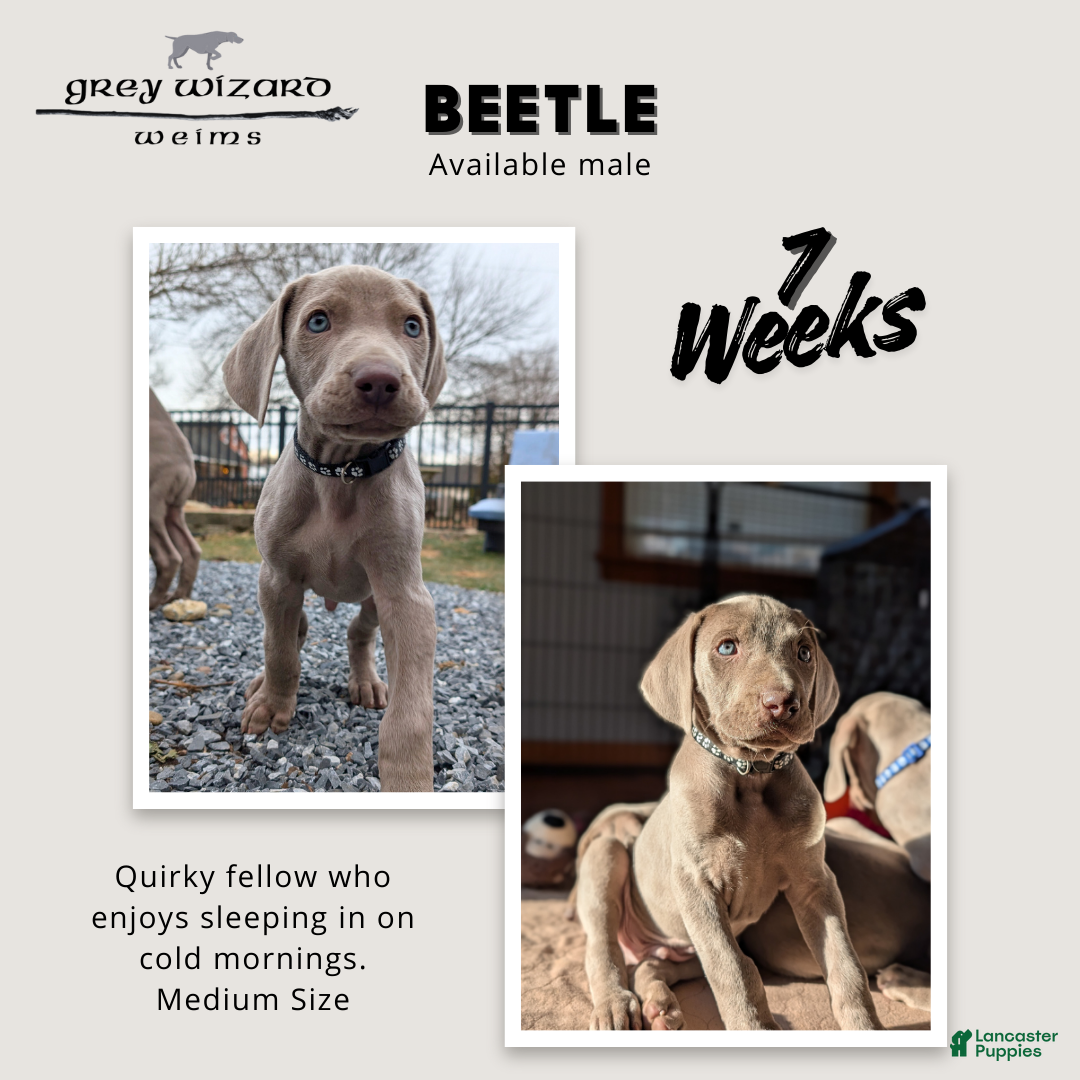 Weimaraner dogs Beetle - Ad 6