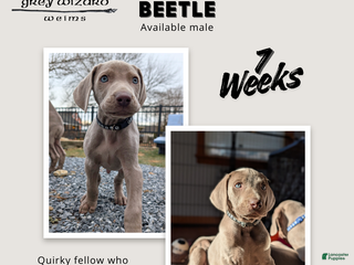 Weimaraner dogs Beetle - Ad 6