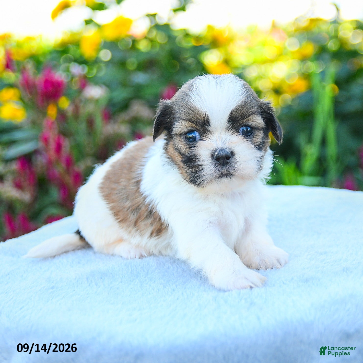 Shih Tzu dogs Maya - Ad 1
