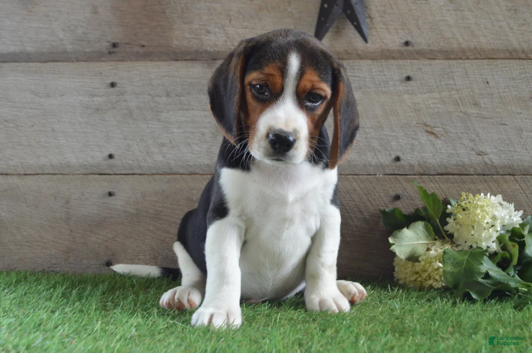 Beagle dogs for sale: Winchester - Ad 3