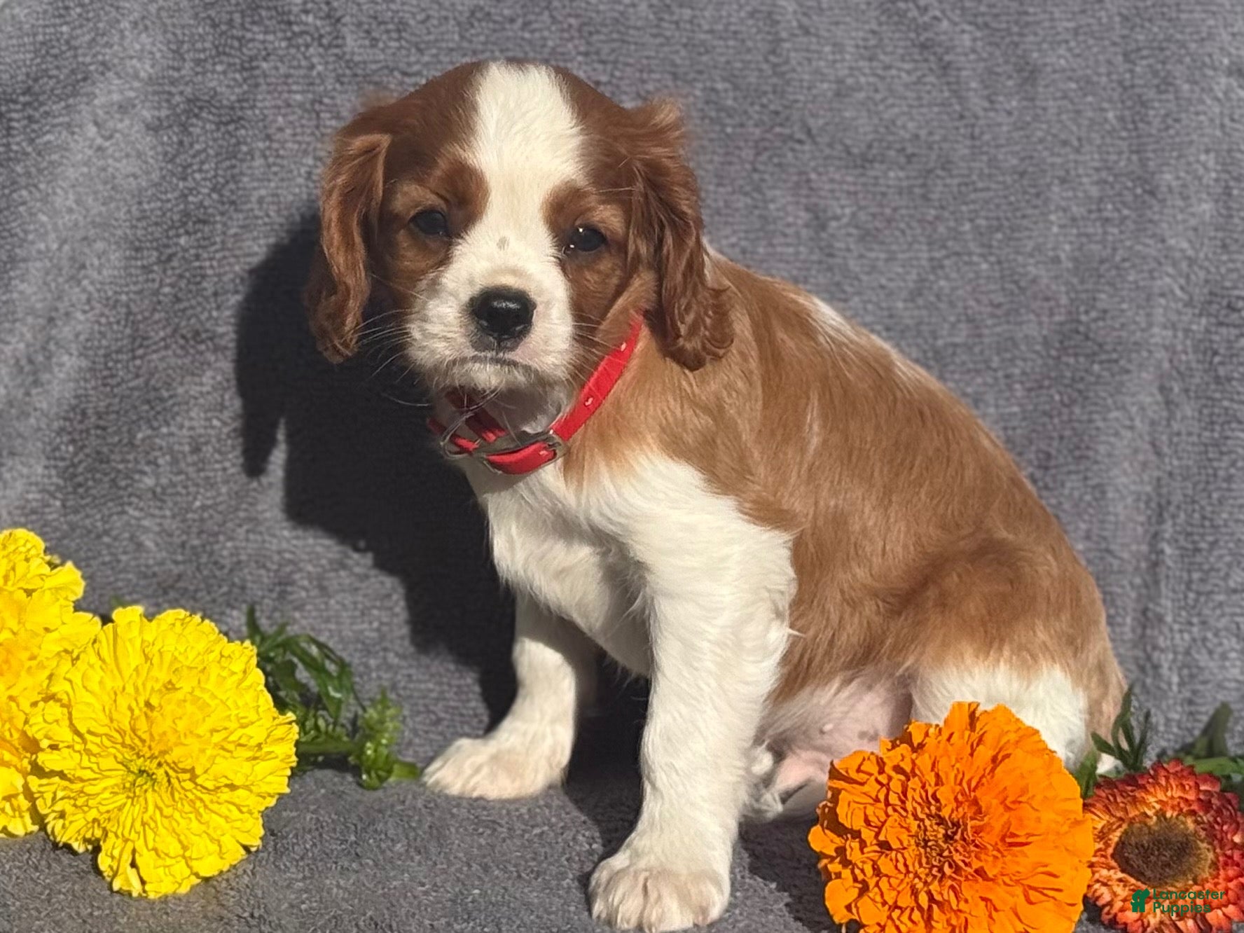 Cavalier King Charles Spaniel dogs Brody  - Ad 2