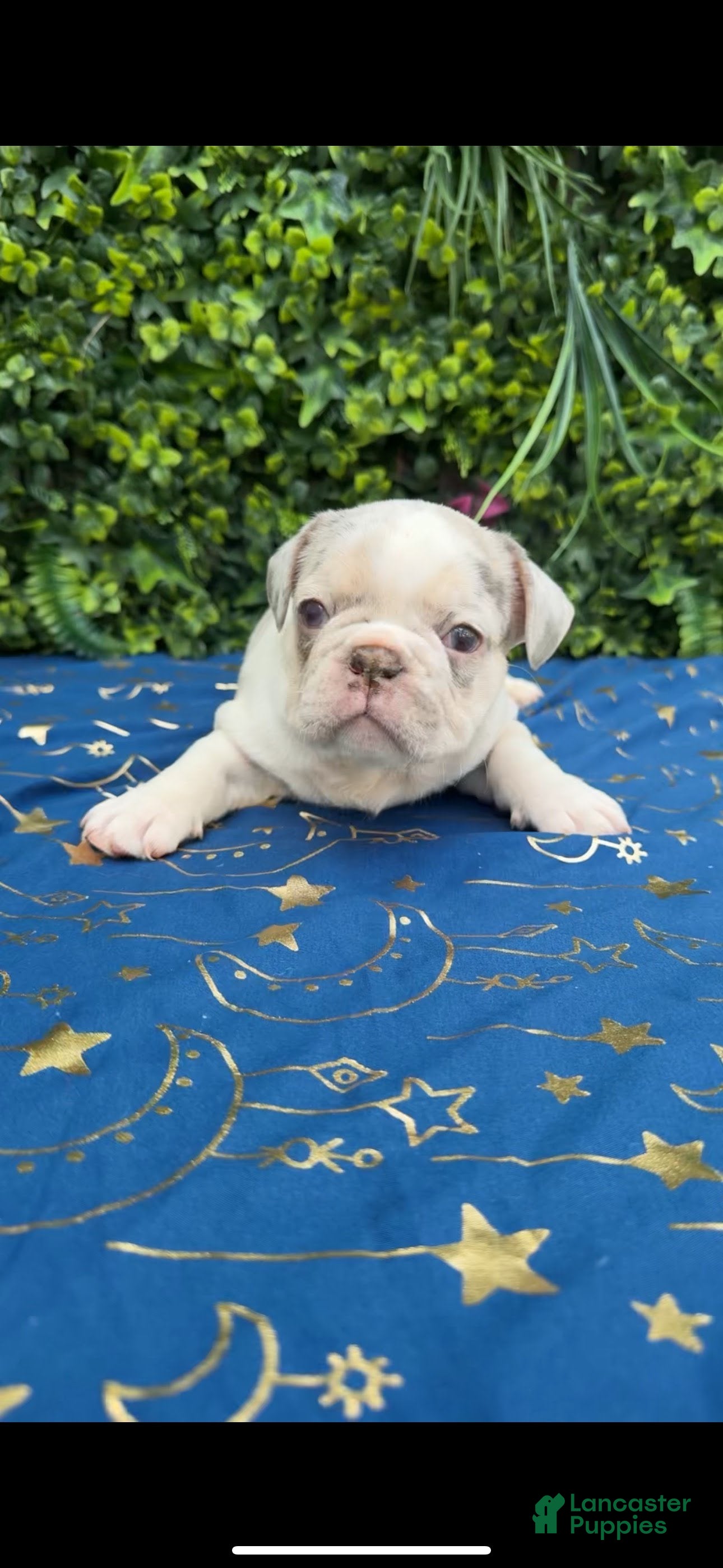 French Bulldog dogs Merle Girl - Ad 2