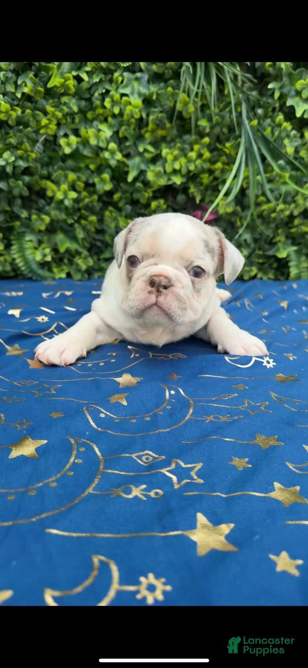 French Bulldog dogs for sale: Merle Girl - Ad 2