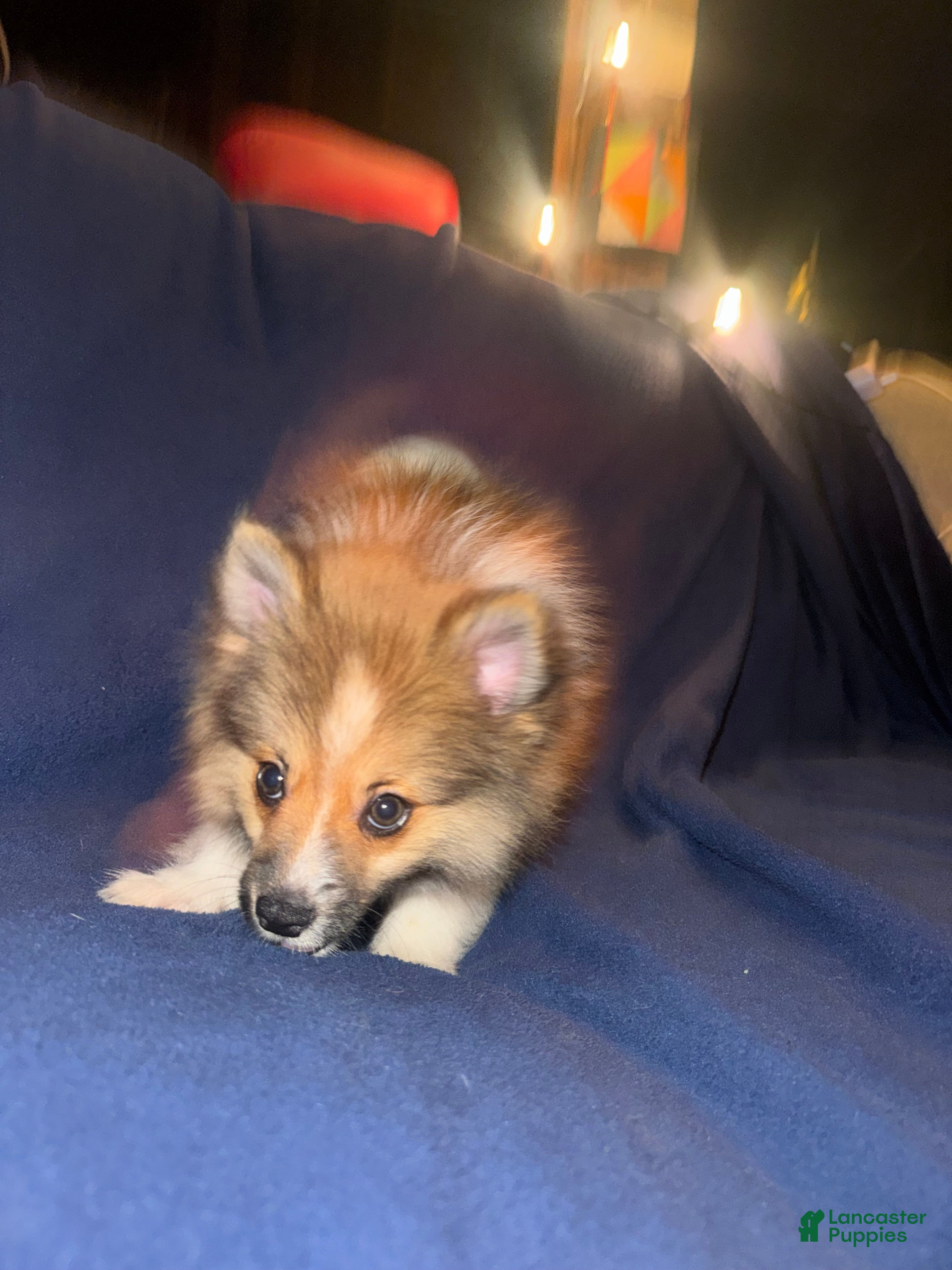 Pomeranian dogs Butter - Ad 2