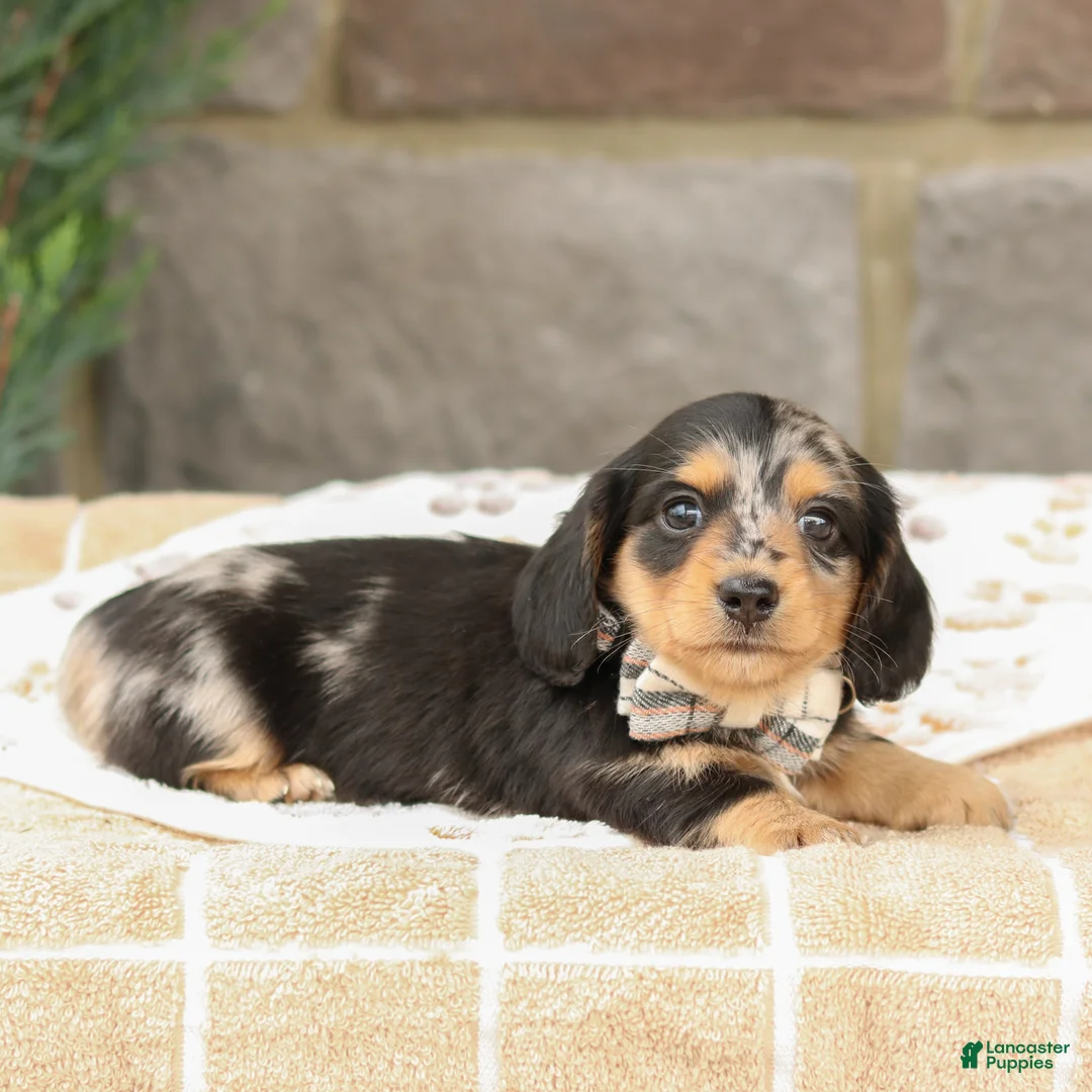 Miniature Dachshund dogs for sale: Jasper - Ad 1