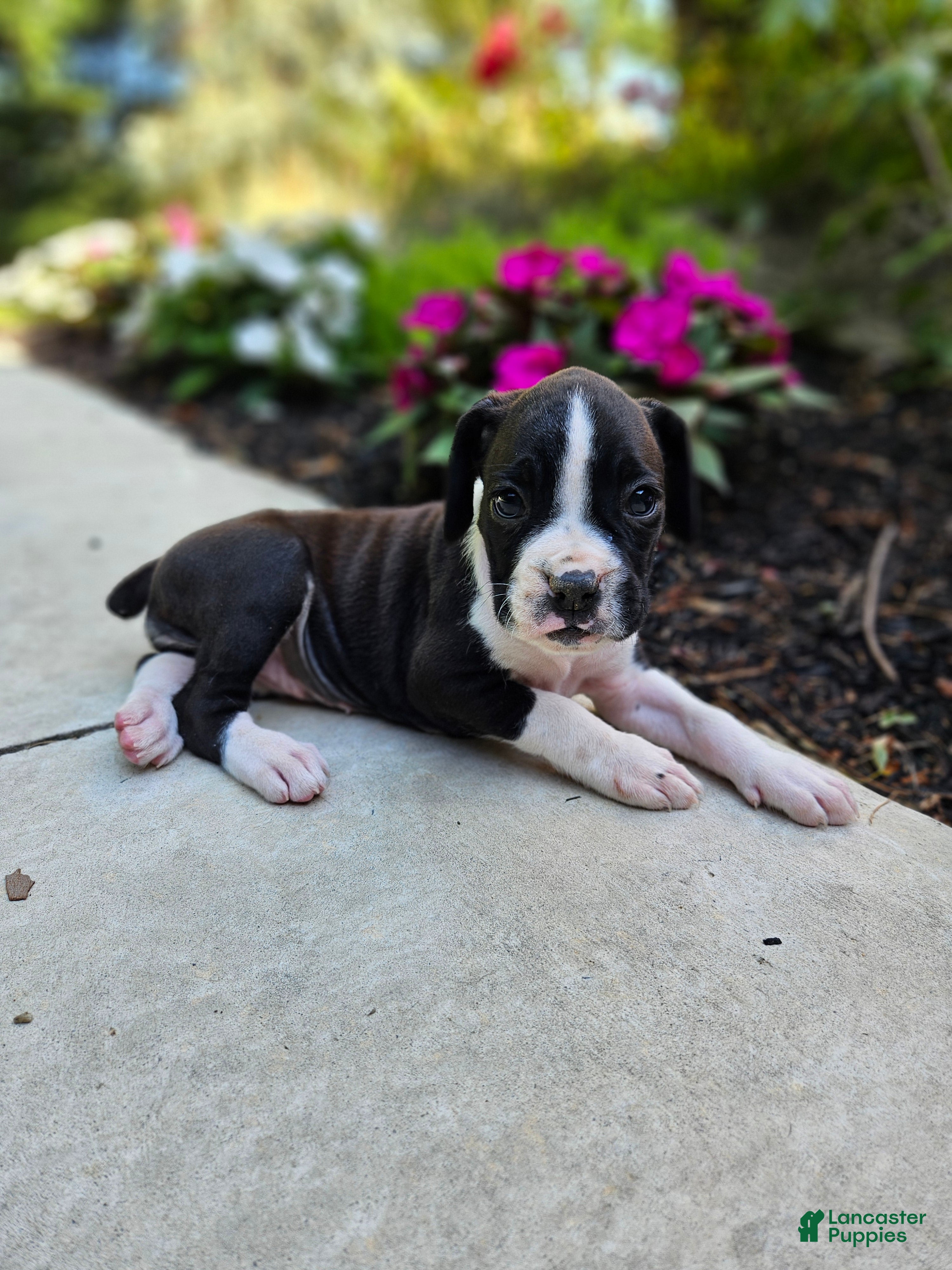Boxer dogs Sasha - Ad 42