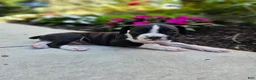 Boxer dogs for sale: Sasha - Ad 1