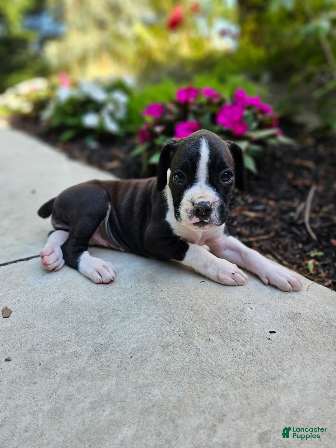 Boxer dogs for sale: Sasha - Ad 1