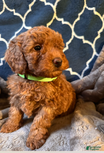 Mixed Breed dogs Hugo- AKC Genetically Tested Parents - Ad 9