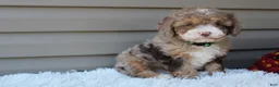 Cavapoo dogs for sale: Racer - Ad 3