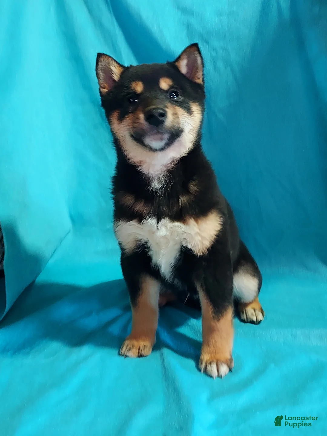 Shiba Inu dogs for sale: Bradon  - Ad 2