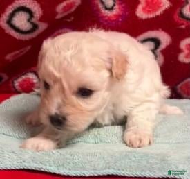 Bichon Frise dogs Deana - Ad 5