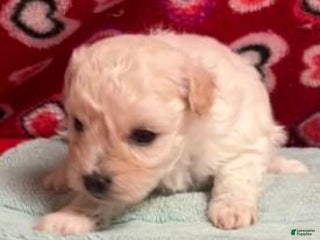 Bichon Frise dogs Deana - Ad 40