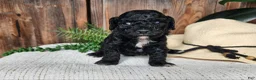 Mini Bernedoodle dogs for sale: Brock - Ad 12