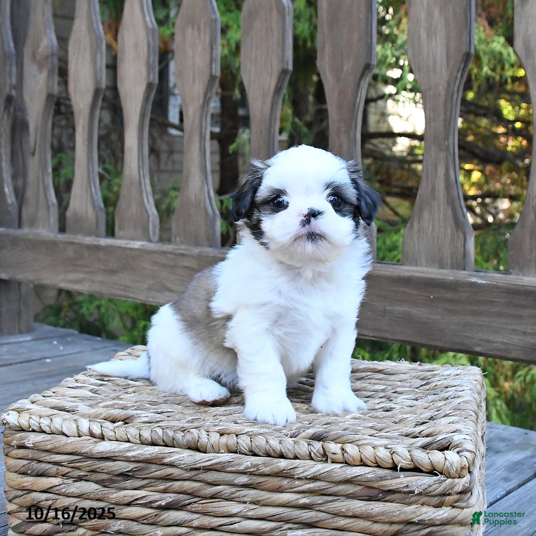 Shih Tzu Puppies for sale in Allentown, Pennsylvania Lancaster