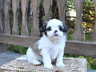Shih Tzu dogs - Ad 18
